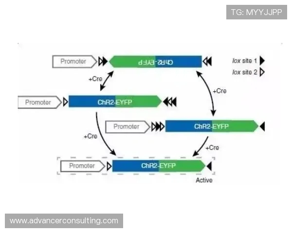 极限运动新手指南：从基础到高阶的全面技能提升攻略